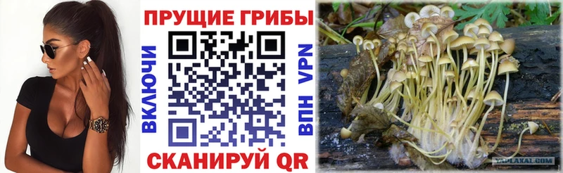 цена наркотик  Балашиха  hydra сайт  Галлюциногенные грибы Cubensis 